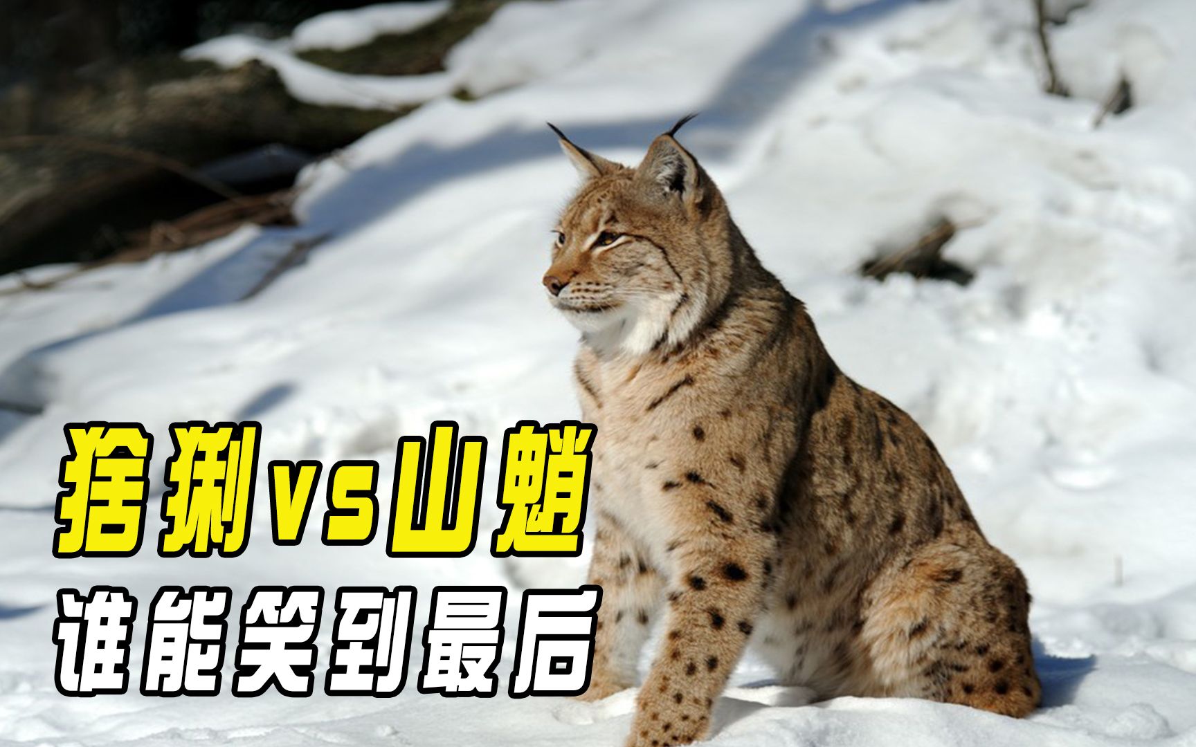关于沃尔索尔对约克城，谁能笑到最后？的信息